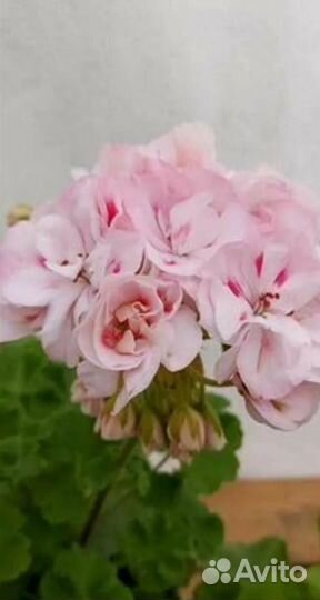 Пеларгония герань