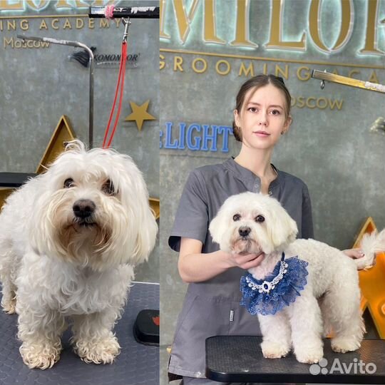 Стрижка собак. Грумер