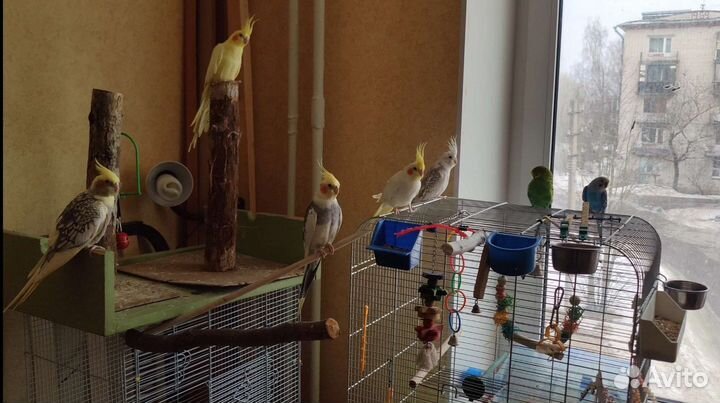 Кореллы и волнистики