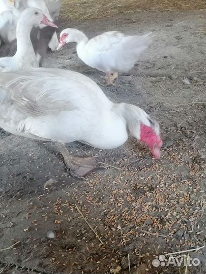 Белые индоутки