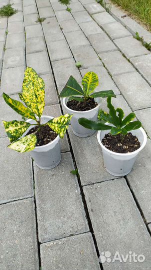 Кротоны сортовые