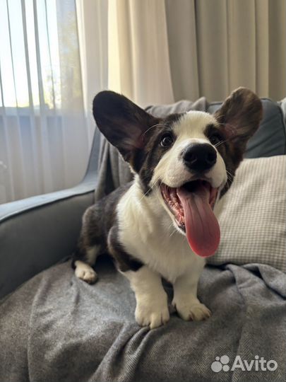 Вельш-корги кардиган щенки