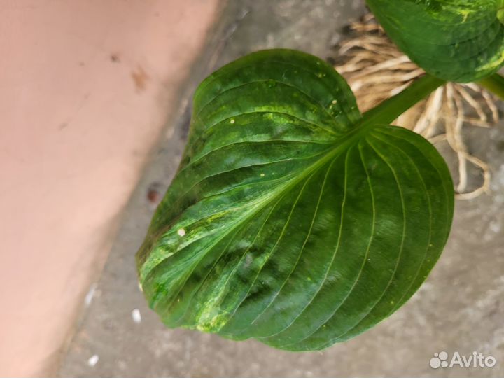 Хосты коллекционные Гэлакси, Extreme /Экстрим