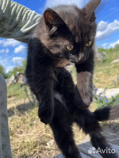 Кошка котята