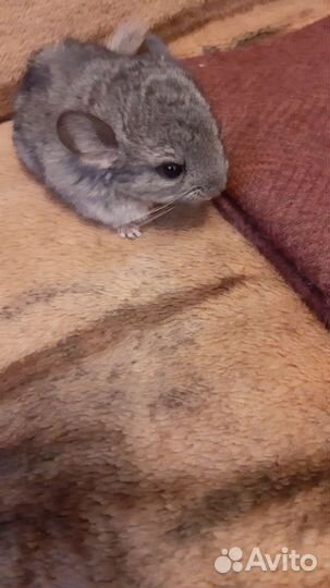 Шиншиллы малыши