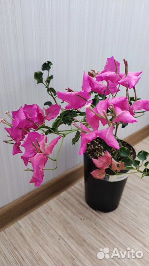 Бугенвиллии,коллекционные сорта,взрослые кусты