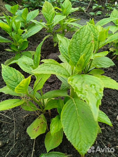 Гортензия Бесконечное лето