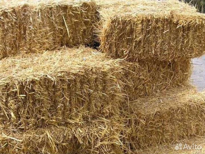 Солома в тюках Сено от производителя 2022