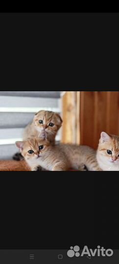 Шотланская кошка