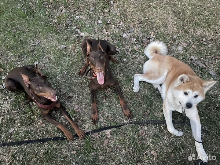 Выгул/передержка собак