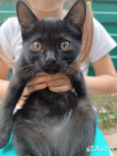 Кошка в дар