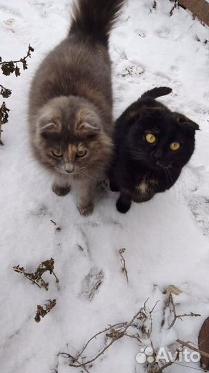 Смешенноя порода, британская, мома их британка