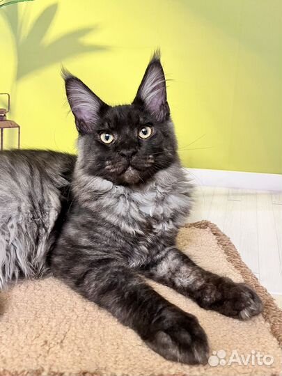 Котик мейн кун 4 мес