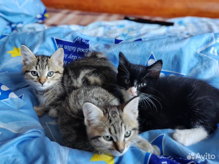 Котята в добрые руки