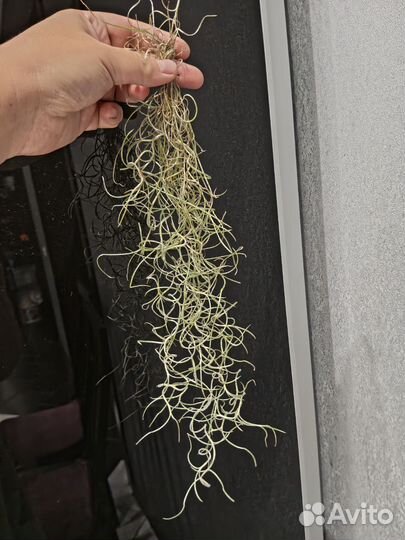 Тилландсия уснеевидная