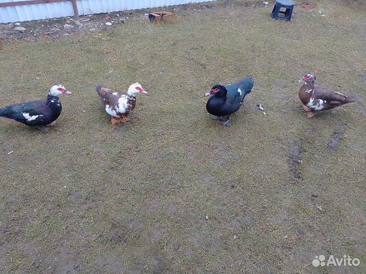 Мускусные утки