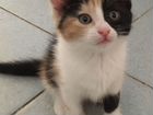 Котята-сибирячки в добрые руки объявление продам
