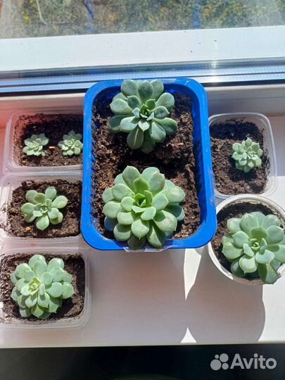 Суккуленты