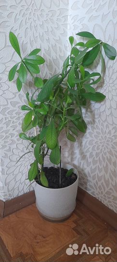 Синадениум