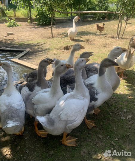 Холмогорские гусята