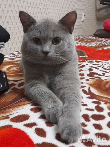 Британский кот вязка