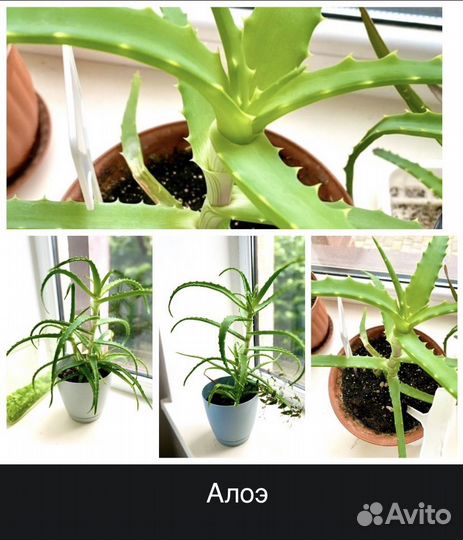 Комнатные цветы