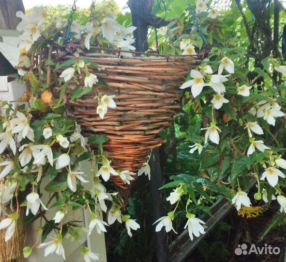 Бегония Боливийская(ампельная)