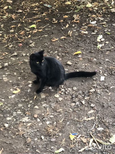 Котята разных возрастов