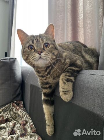 Отдам в хорошие руки шотландскую Кошку