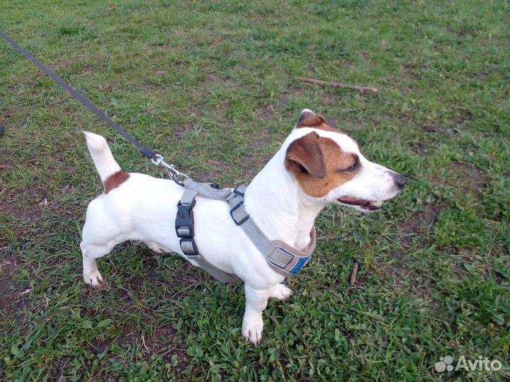 Вязка кобеля Джек Рассел терьера