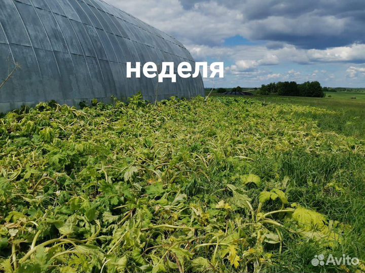 Борщевик, покос, клещи