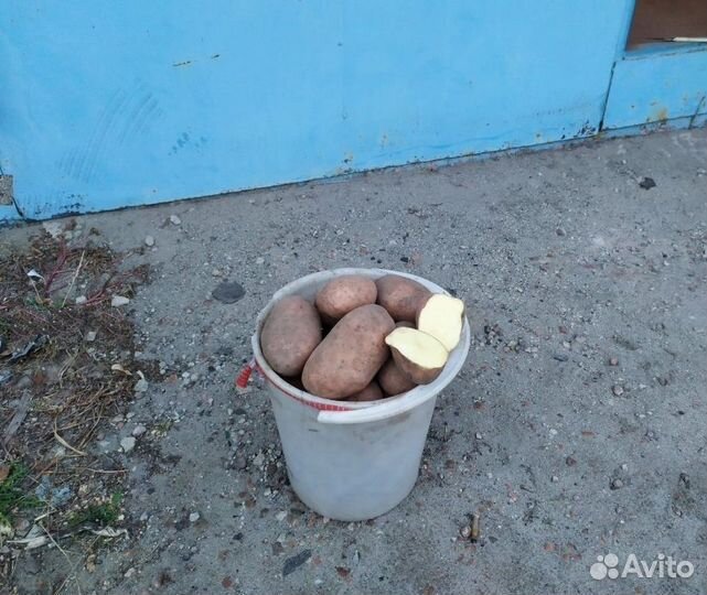 Картофель розовый, желтый