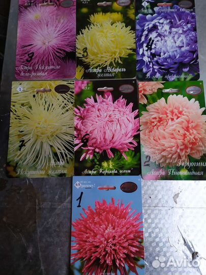 Астра рассада