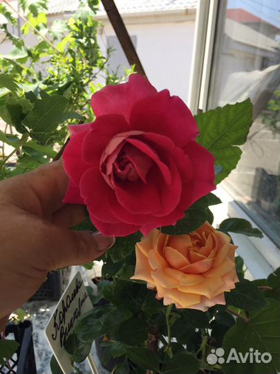 Роза кустовая