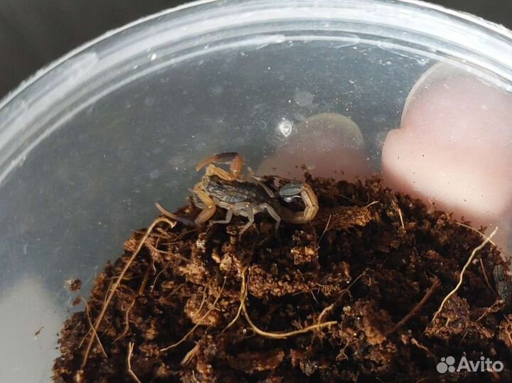 Скорпионы