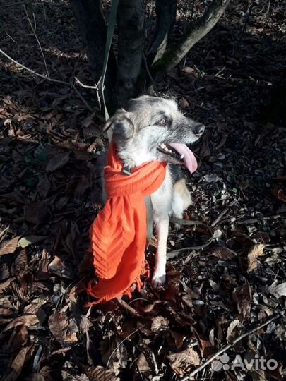 Собака в добрые руки отдам бесплатно