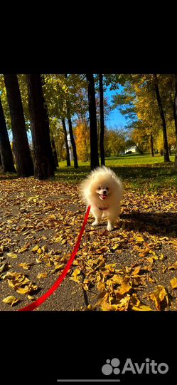 Шлейка для мелких пород S