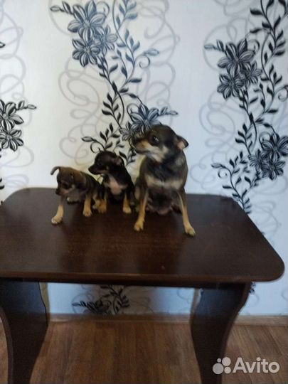 Продам щенка той терьер