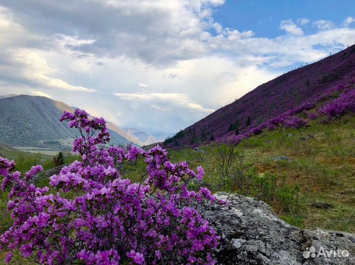 Экскурсии в Горный Алтай. Цветение маральника