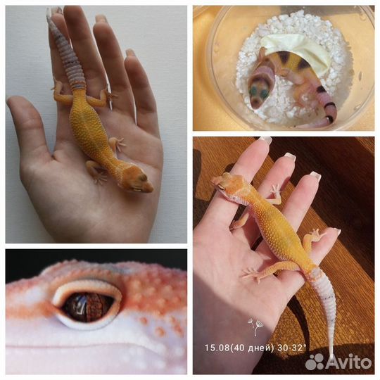 Эублефар