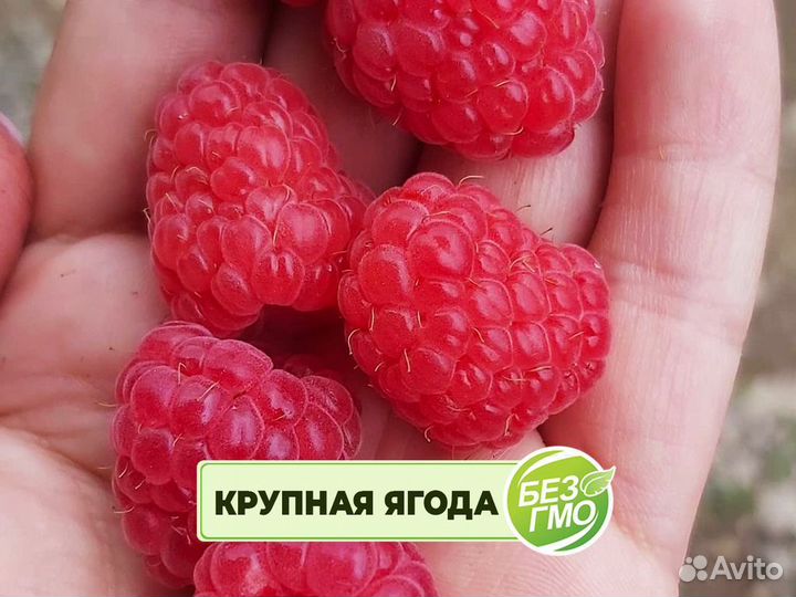 Саженцы малины. Элитные сорта