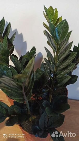 Замиокулькас чёрный - Рейвен (Raven), Супер Нова