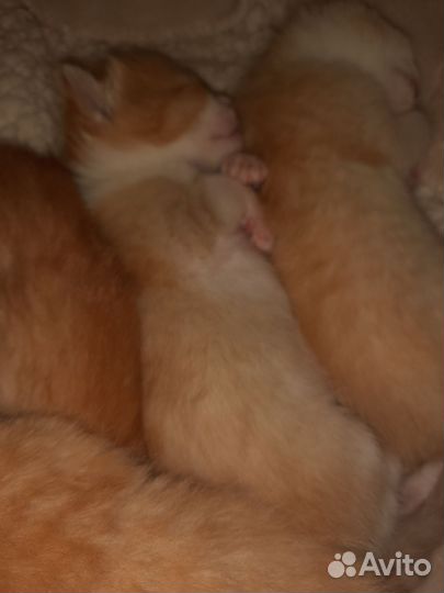 Котенок рыжее счастье