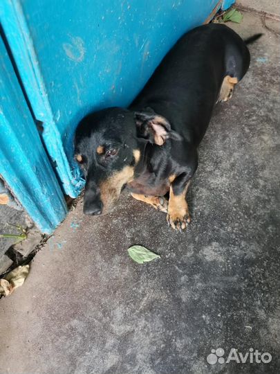 Отдаем в добрые руки