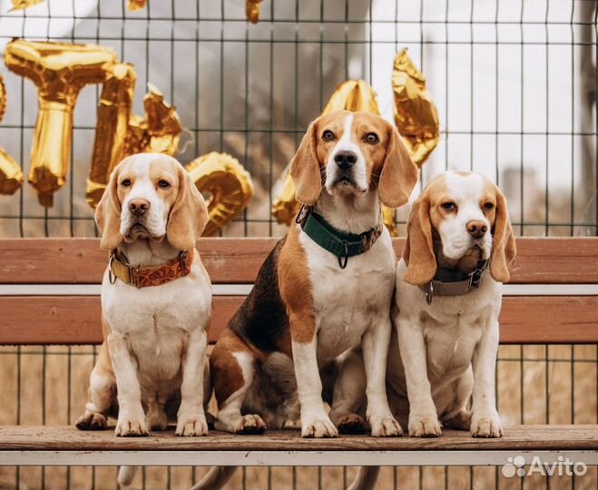 Собака для фотосессии. Бигль