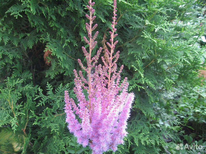 Астильбы для украшения вашего сада