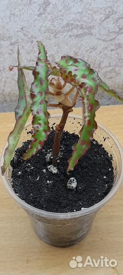 Бегонии сортовые