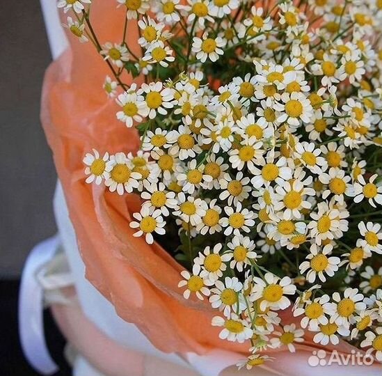 Цветы ромашки