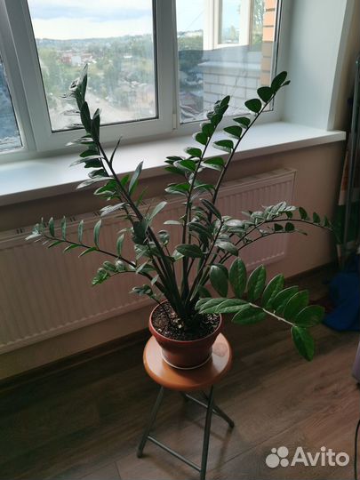 Замиокулькас