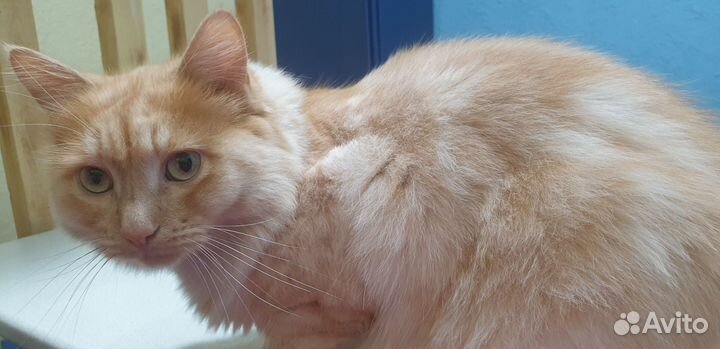 Кот в добрые руки